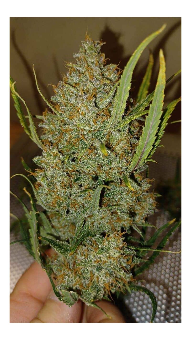 Guava Auto, Фасовка: 5, изображение 33